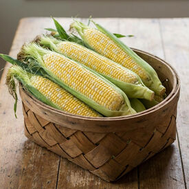 Peaches and Cream, (F1) Corn Seed